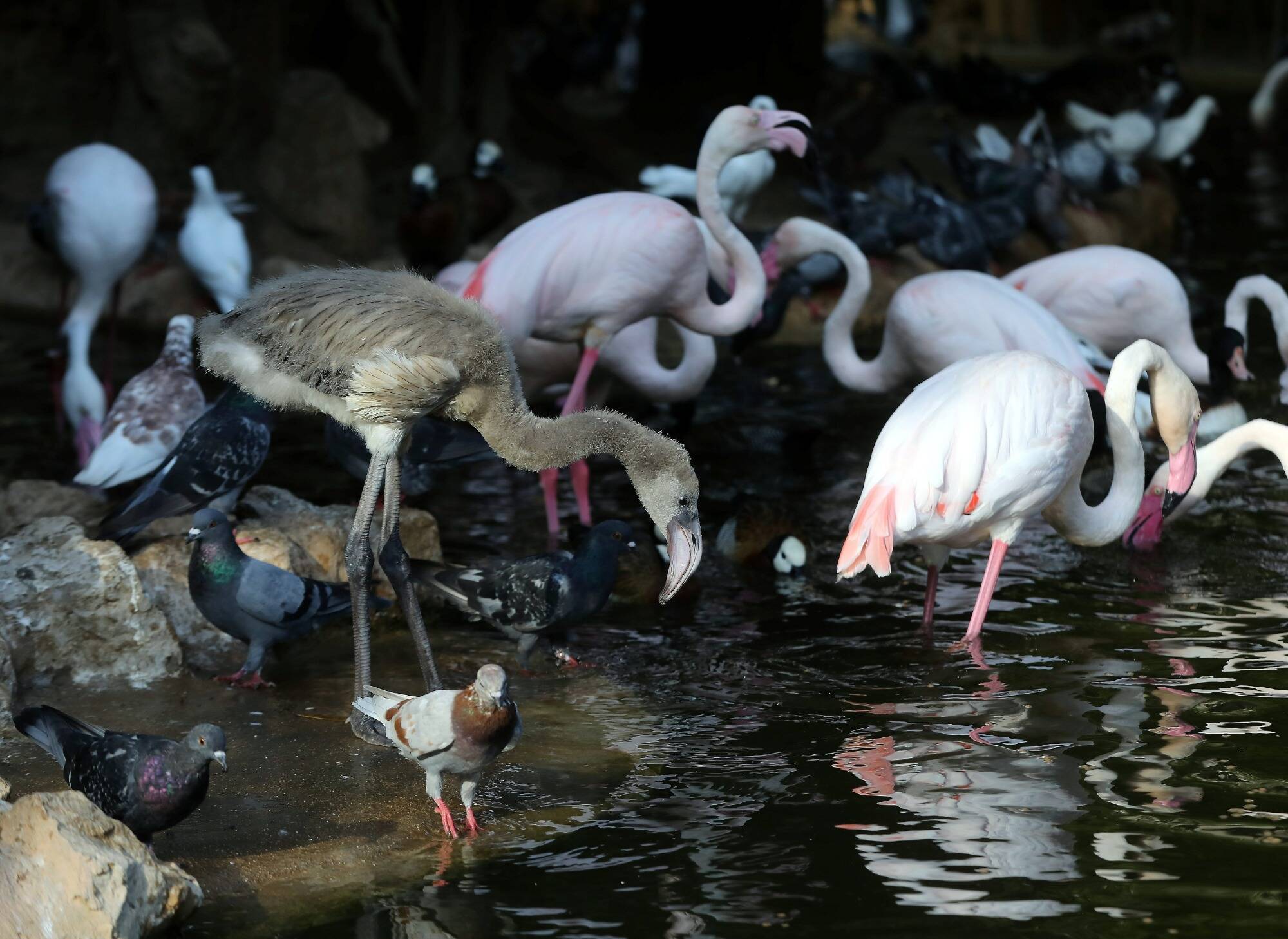Un bébé flamand rose est né au Jardin animalier de Monaco cet été et c'est une grande première