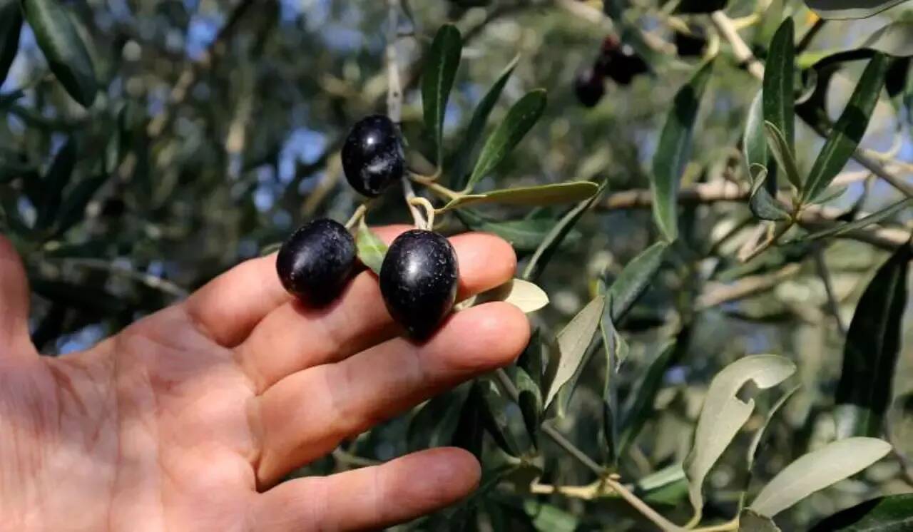 On vous explique pourquoi le prix de l'huile d'olive atteint un prix délirant en ce moment