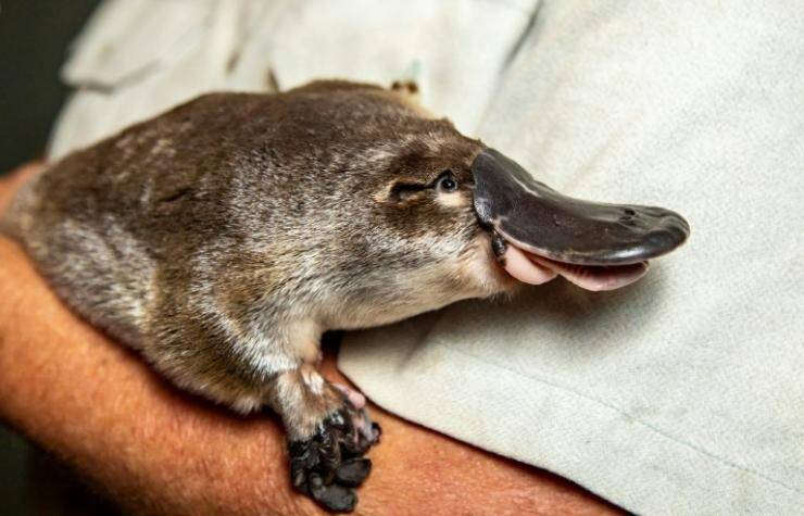 Photo of Two people wanted to ride a train with a platypus in Australia