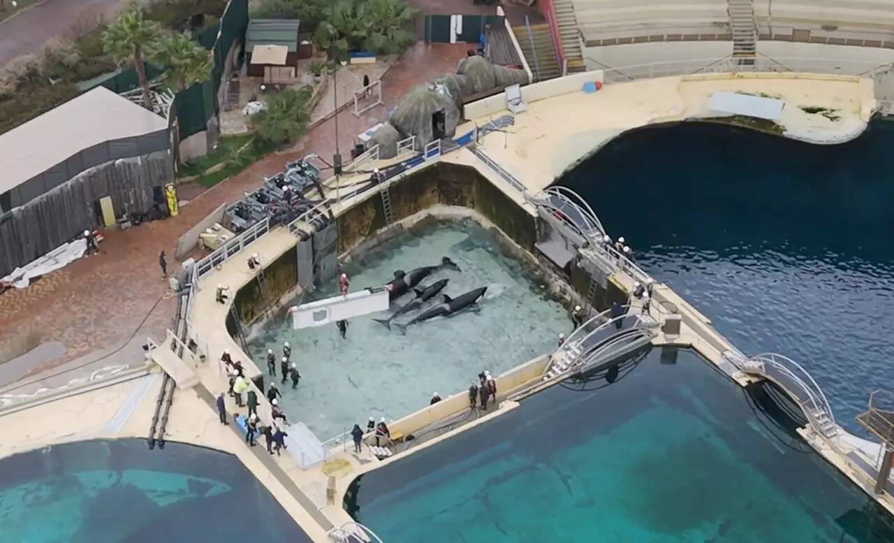 Ce que l'on sait sur le parc japonais qui devrait accueillir au moins une orque de Marineland