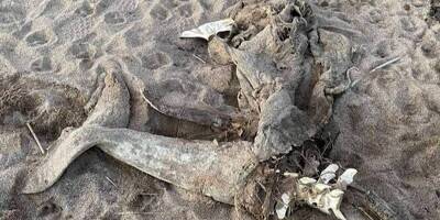 De nouveaux ossements de dauphin retrouvés à Fréjus