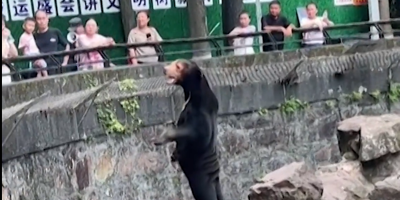 Un zoo chinois forcé de démentir qu'un humain se cache dans un costume d'ours