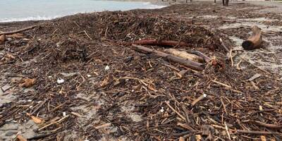 Les plages de Saint-Laurent de nouveau envahies par des matériaux et du bois charriés par le Var