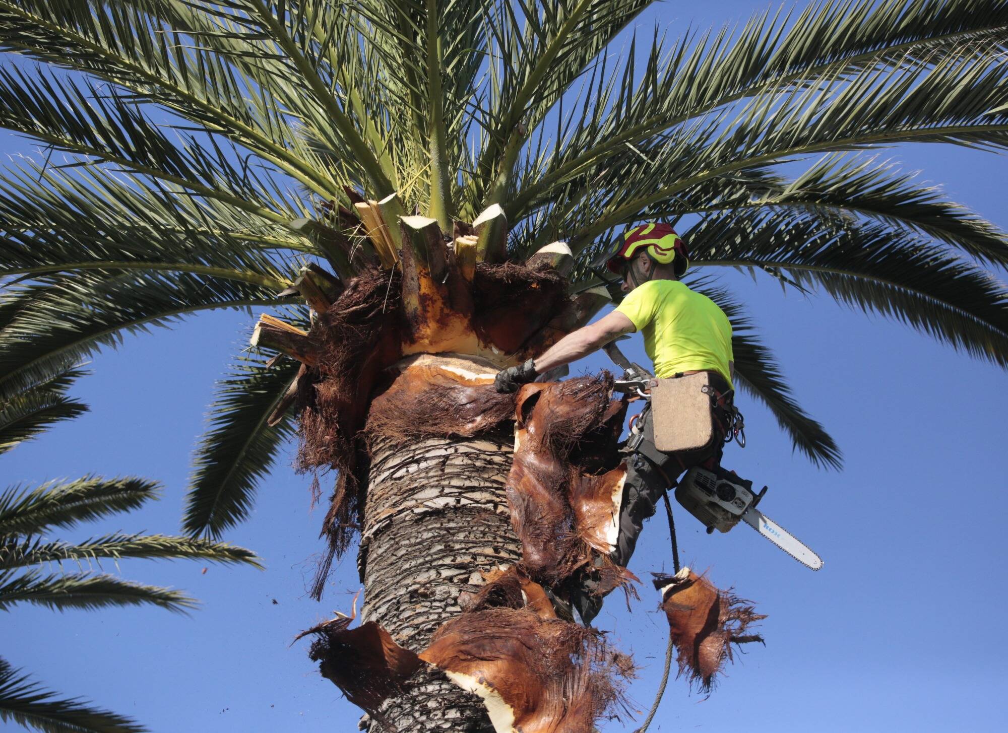 J'habite une résidence juste devant la plage de l'Ilette à Antibes et les palmiers cachent la vue mer, pourquoi ne pas les couper?