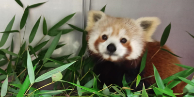 Un panda roux volatilisé pendant la tempête Ciaran réapparaît hors de son zoo