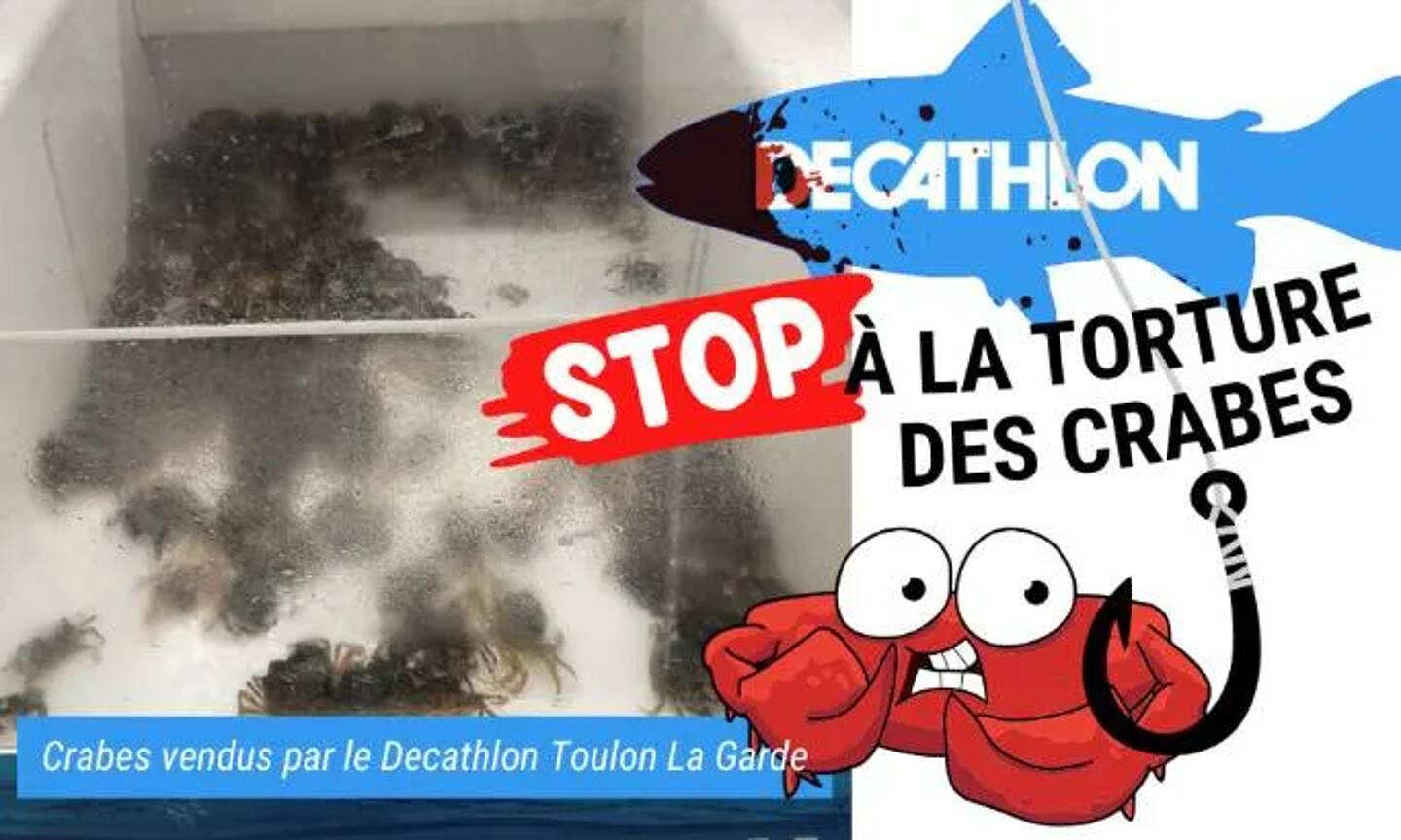 Lola, une cliente du Decathlon de La Garde, a lancé une pétition pour demander à Decathlon "d'arrêter de vendre des crabes vivants".