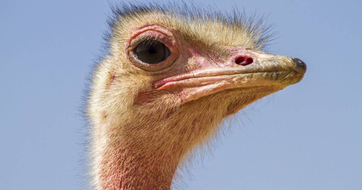 Une autruche s'échappe de son enclos et charge une fillette dans un zoo, les parents portent plainte