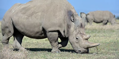 Une gardienne de zoo piétinée à mort par un rhinocéros