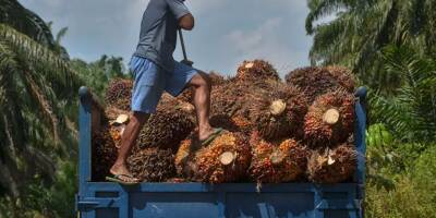 L'Indonésie contrainte de suspendre toutes ses exportations d'huile de palme
