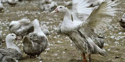 Grippe aviaire: risque relevé de 