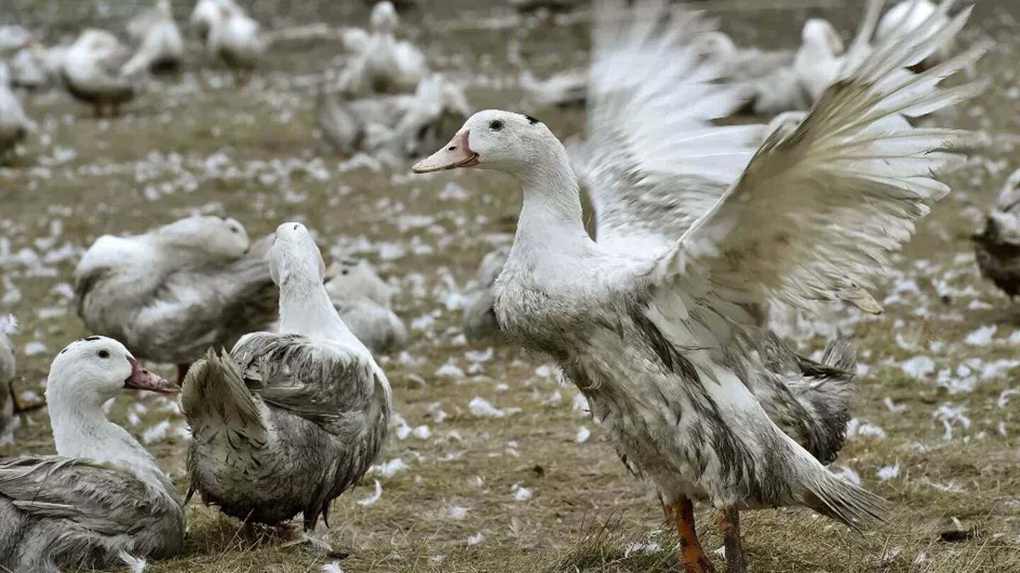 La France a rendu obligatoire la vaccination des volatiles d'élevage dans les exploitations de plus de 250 canards hors reproducteurs, pour la première fois en 2023.