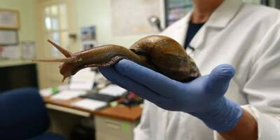 Les escargots géants qui envahissent la Floride pourraient 