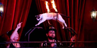 Le cirque Piedon et ses animaux domestiques sont de retour jusqu'au 28 août à Menton