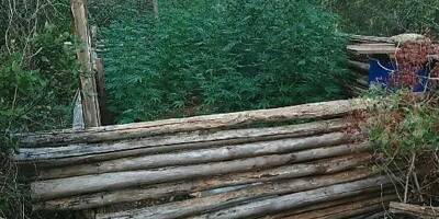 Les gendarmes découvrent 30 pieds de cannabis dans une forêt, le cultivateur interpellé après des mois de surveillance