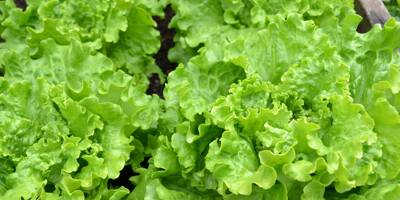 De la salade verte en sachet contaminée par la listeria rappelée dans toute la France