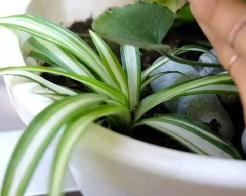 Jardinage. Six conseils pour prendre soin de vos plantes pendant les  vacances