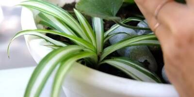 Cinq astuces pour prendre soin de vos plantes pendant vos vacances