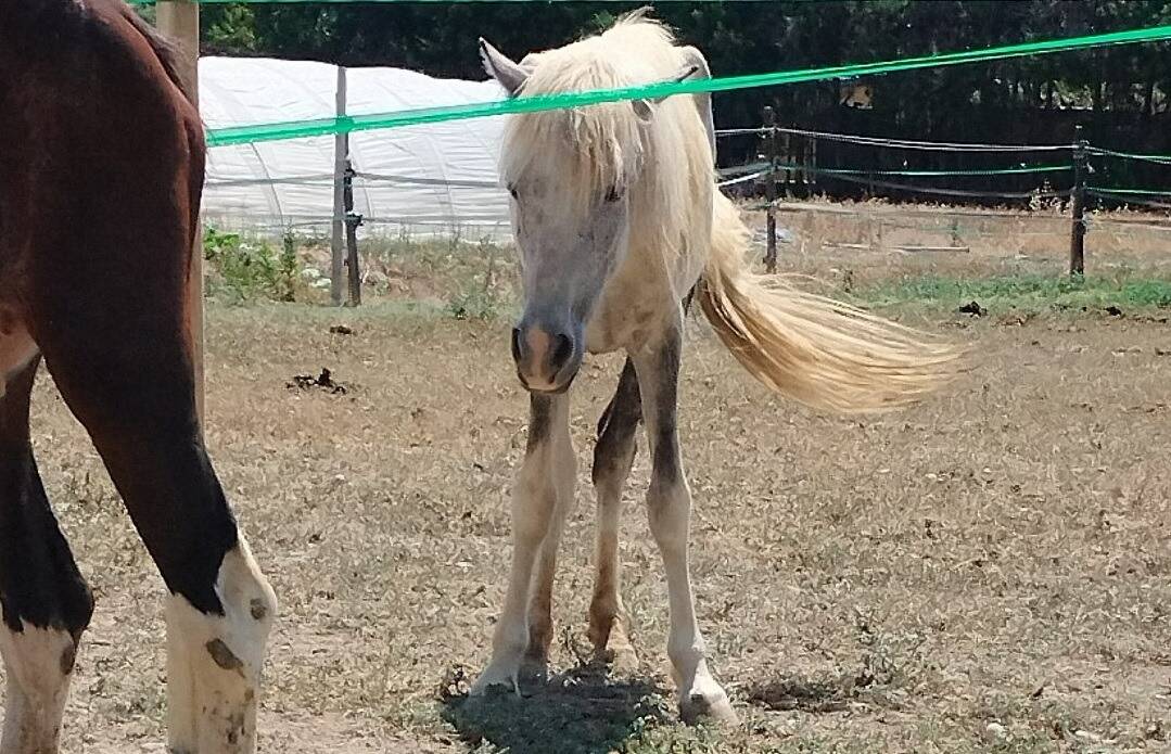 Sans nom, pleins de mouches, chétifs... Trois chevaux maltraités saisis et recueillis dans un refuge à nice