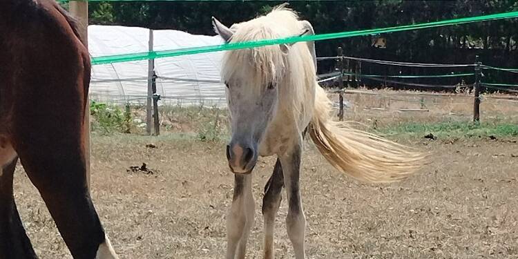 Sans nom, pleins de mouches, chétifs... Trois chevaux maltraités saisis et recueillis dans un refuge à Nice