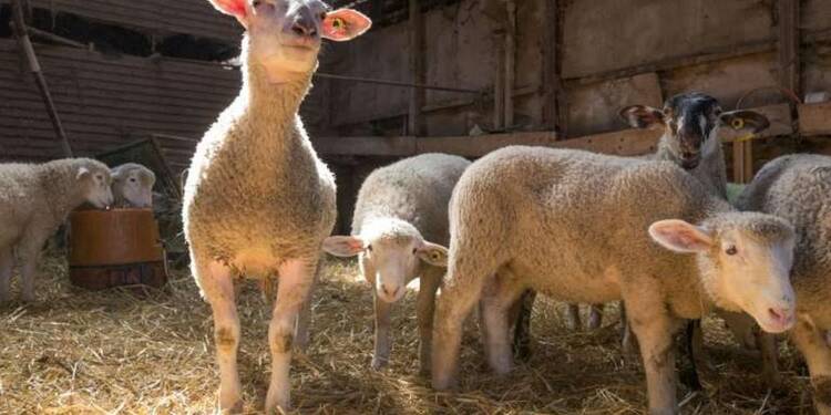 Tarn: 3.000 agneaux morts dans un élevage après une panne de ventilation liée à un orage