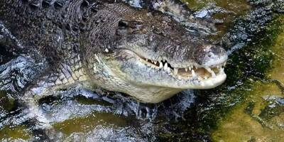 Un footballeur du Costa Rica meurt après avoir été attaqué par un crocodile