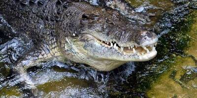 Les restes d'un Australien disparu retrouvés dans un crocodile