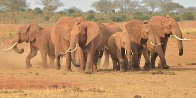 Plus de 200 éléphants morts en 9 mois à cause de la sécheresse au Kenya