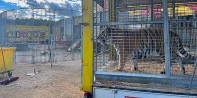 Un cirque s'installe à Valbonne avec des animaux sauvages, le maire assure avoir été 