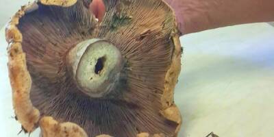 Parti ramasser des champignons, un Varois tombe sur un safrané d'un demi-kilo