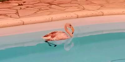 "Il faisait des tours tranquillement, mais on voyait bien qu’il avait l’air complètement perdu", elle trouve un flamant rose dans sa piscine à Grasse