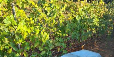 Au milieu de ses pieds de vigne, un viticulteur du Var découvre... un cercueil encore emballé