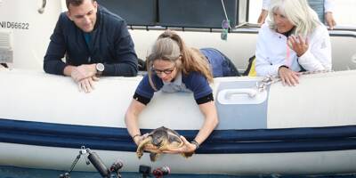 Coincée dans un sac plastique et amputée, une petite tortue miraculée relâchée au large de Villeneuve-Loubet