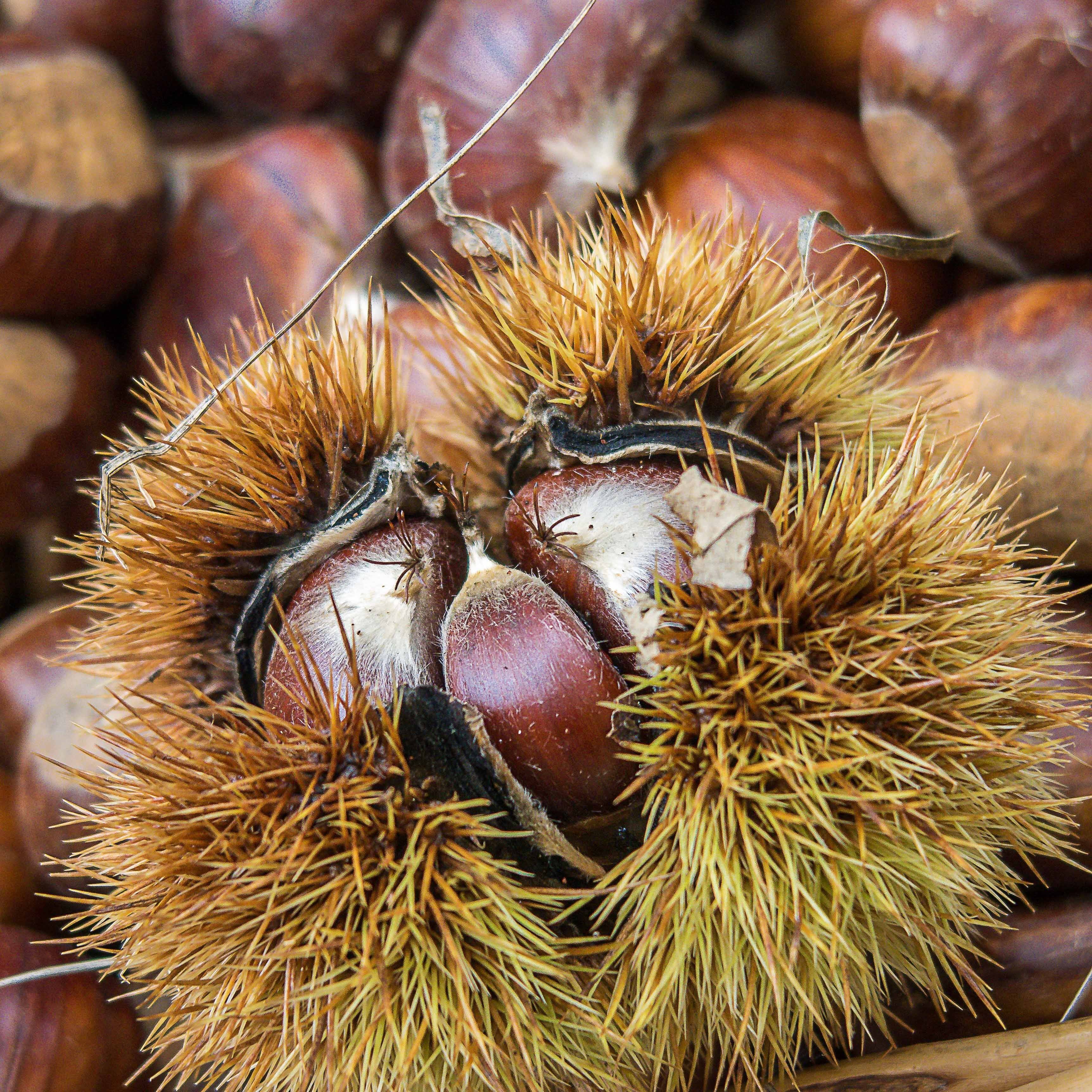 La 40e Fête de la châtaigne débute dimanche dans ce village varois