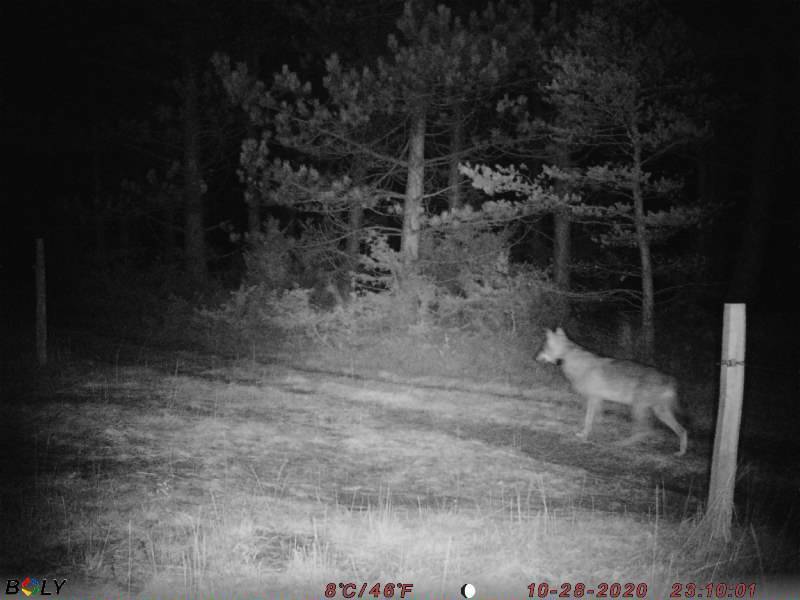 L'enquête sur le "loup de Valberg" classée sans suite