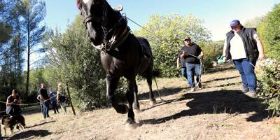 34 chevaux, troncs d'arbres, force et adresse... Venez découvrir le championnat de France de débardage ce dimanche au Castellet