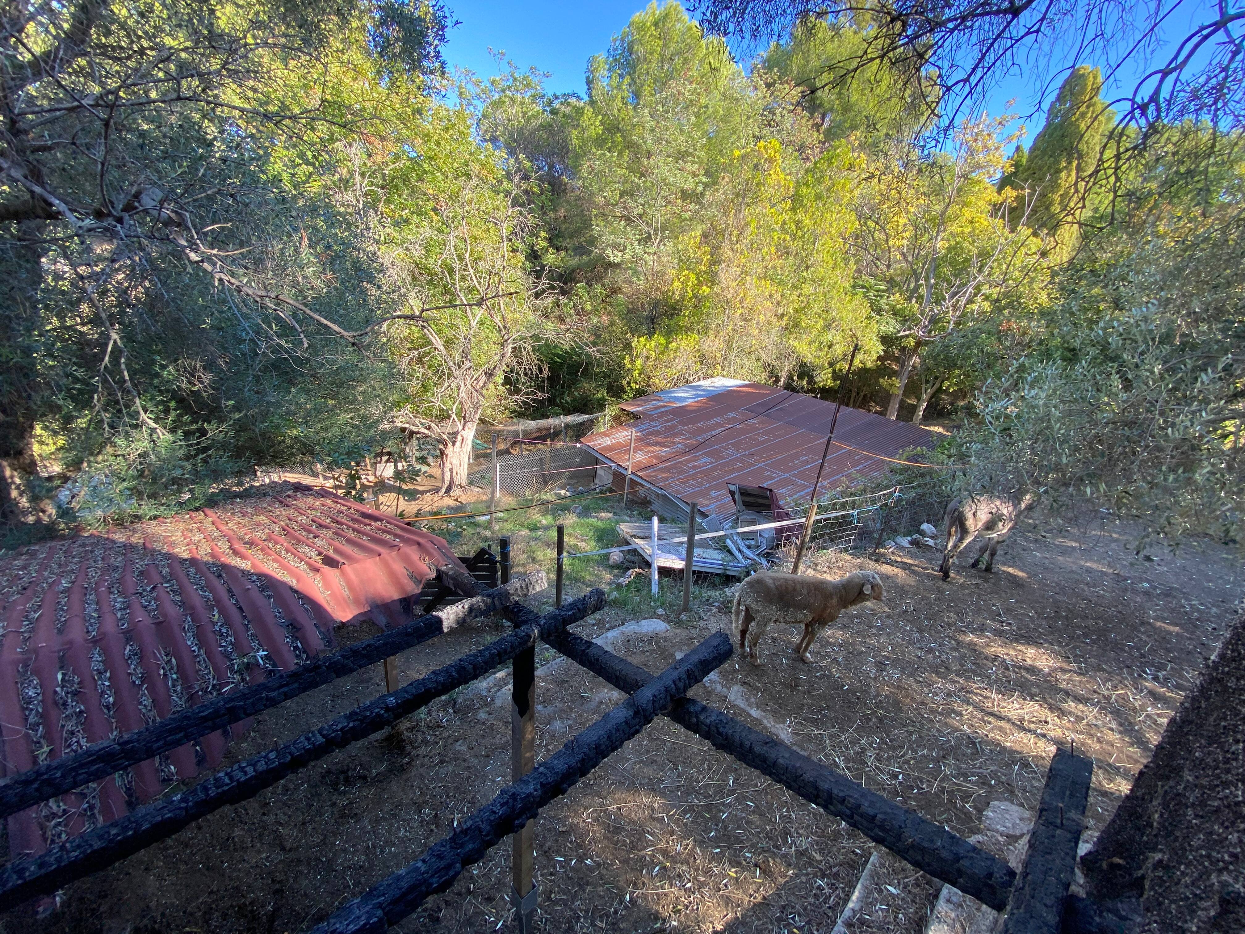 Les animaux de cette association sont-ils en danger? Des ex-bénévoles et professionnels témoignent