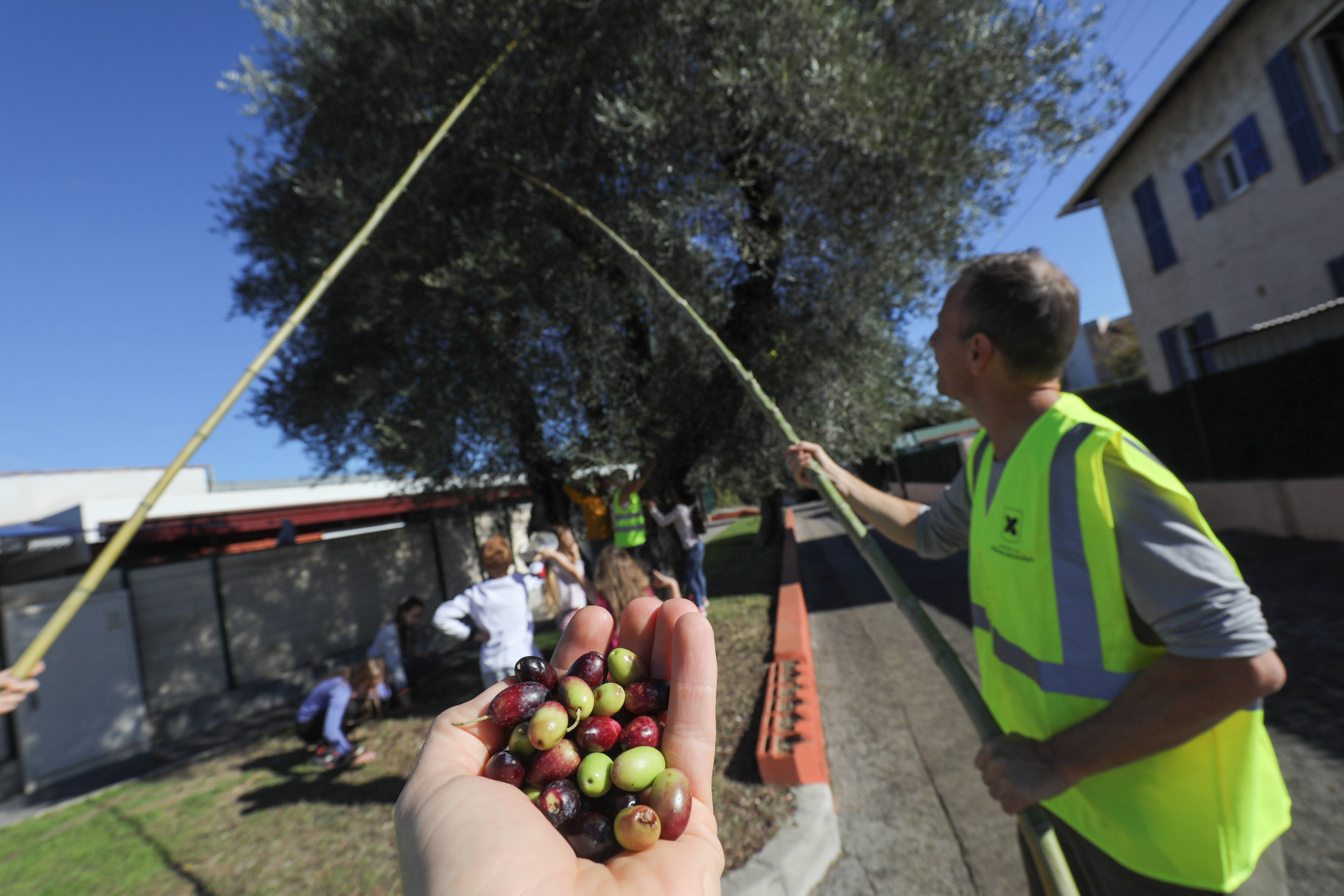 Ramassage, tri: ce samedi matin, c'est le jour de la récolte d'olives à Villeneuve-Loubet