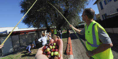 Ramassage, tri: ce samedi matin, c'est le jour de la récolte d'olives à Villeneuve-Loubet