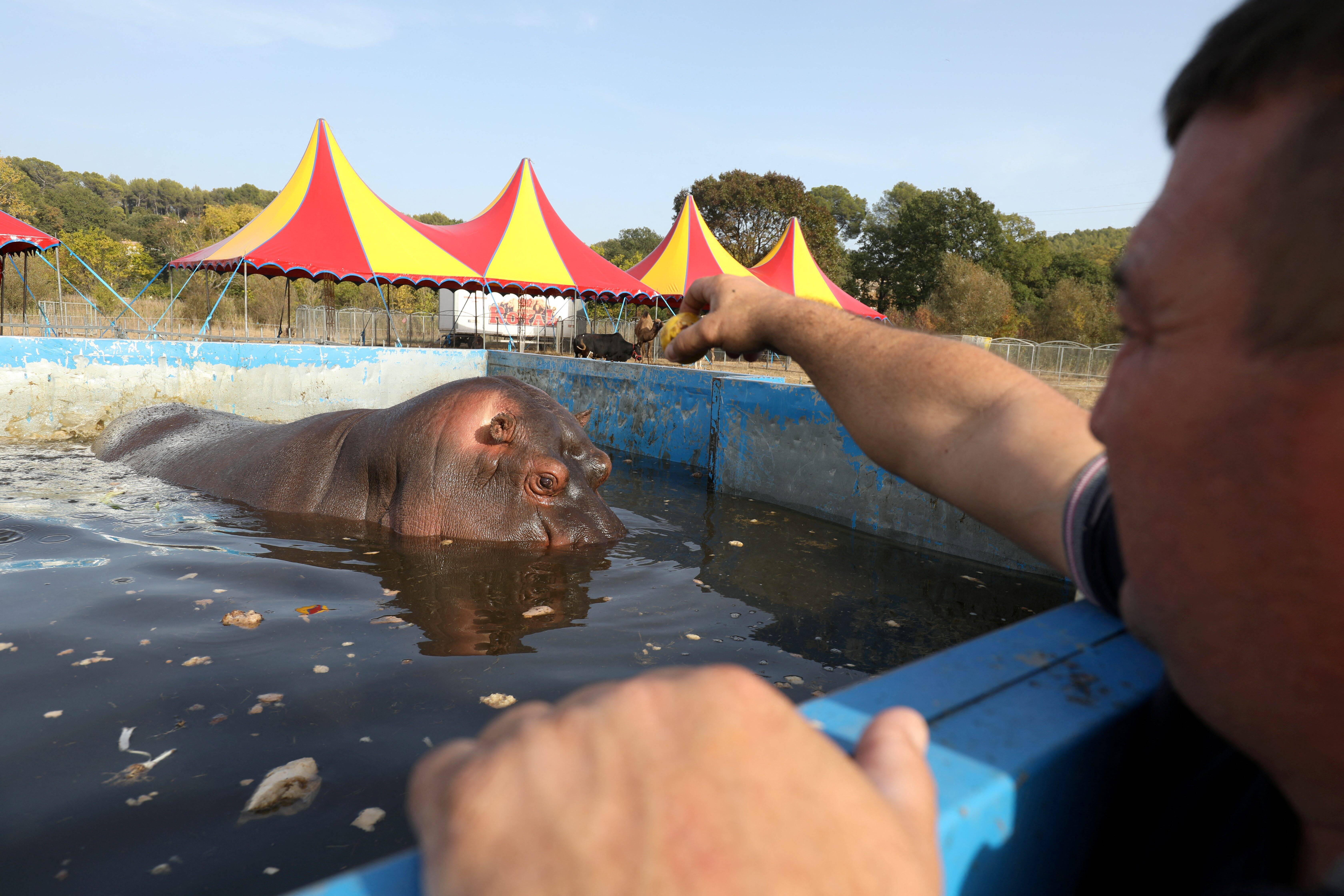 "Je subis", déplore le maire de Trans-en-Provence après l'installation du cirque Muller et la polémique sur l'hippopotame Jumbo