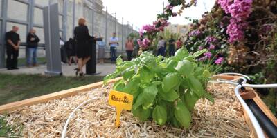 Les détenus de la prison de Nice créent leur jardin potager pour alimenter la maison d'arrêt