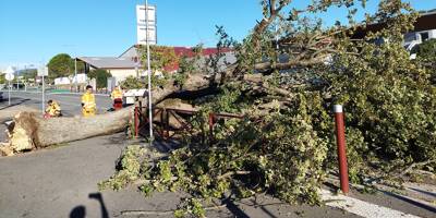 Abattu par le vent, un chêne massif s'écrase devant le lycée Léon-Blum à Draguignan