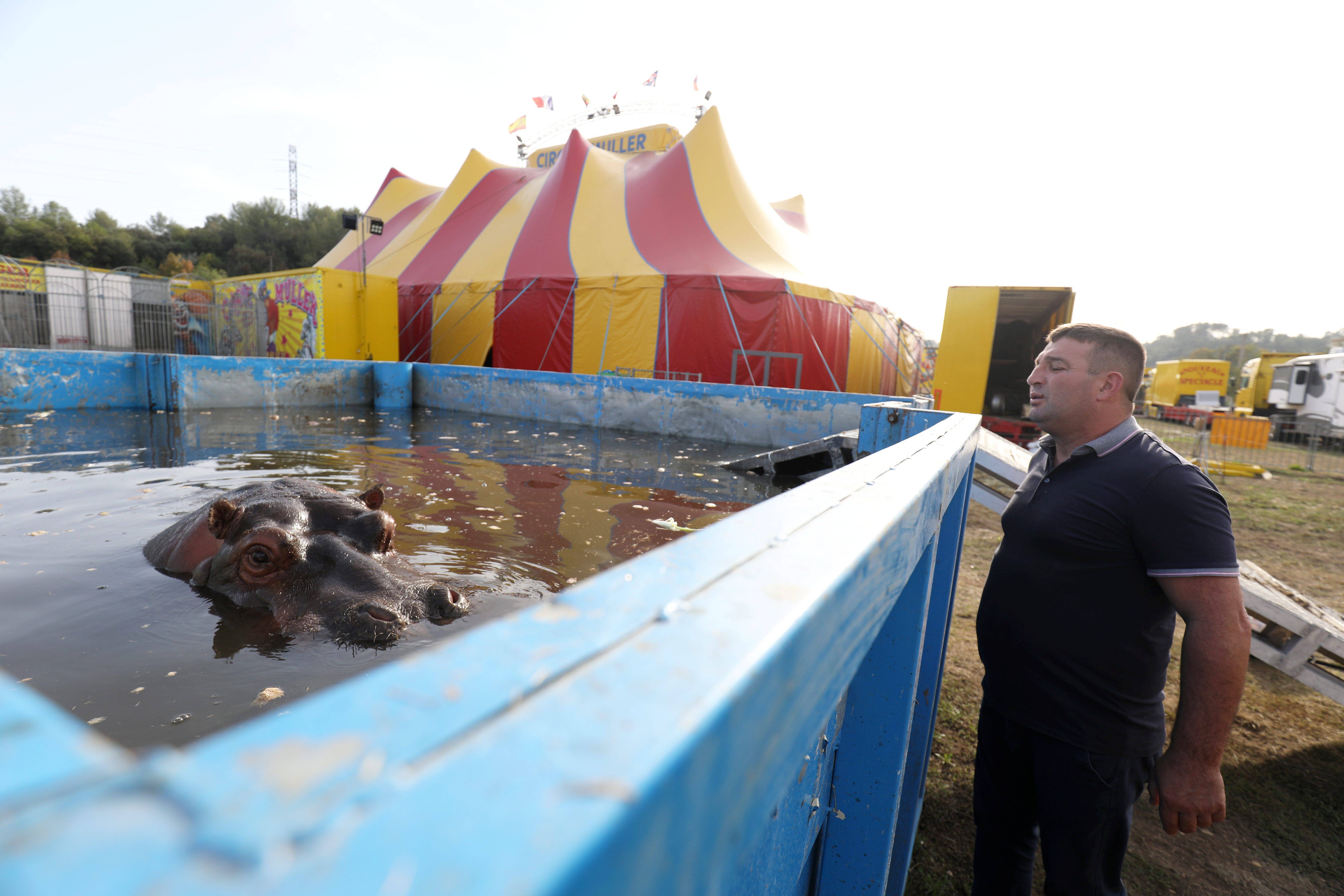 Hippopotame Jumbo le cirque Muller contr l par un expert