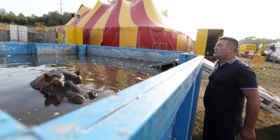 Hippopotame Jumbo: le cirque Muller contrôlé par un expert vétérinaire sur ordre du Parquet de Draguignan