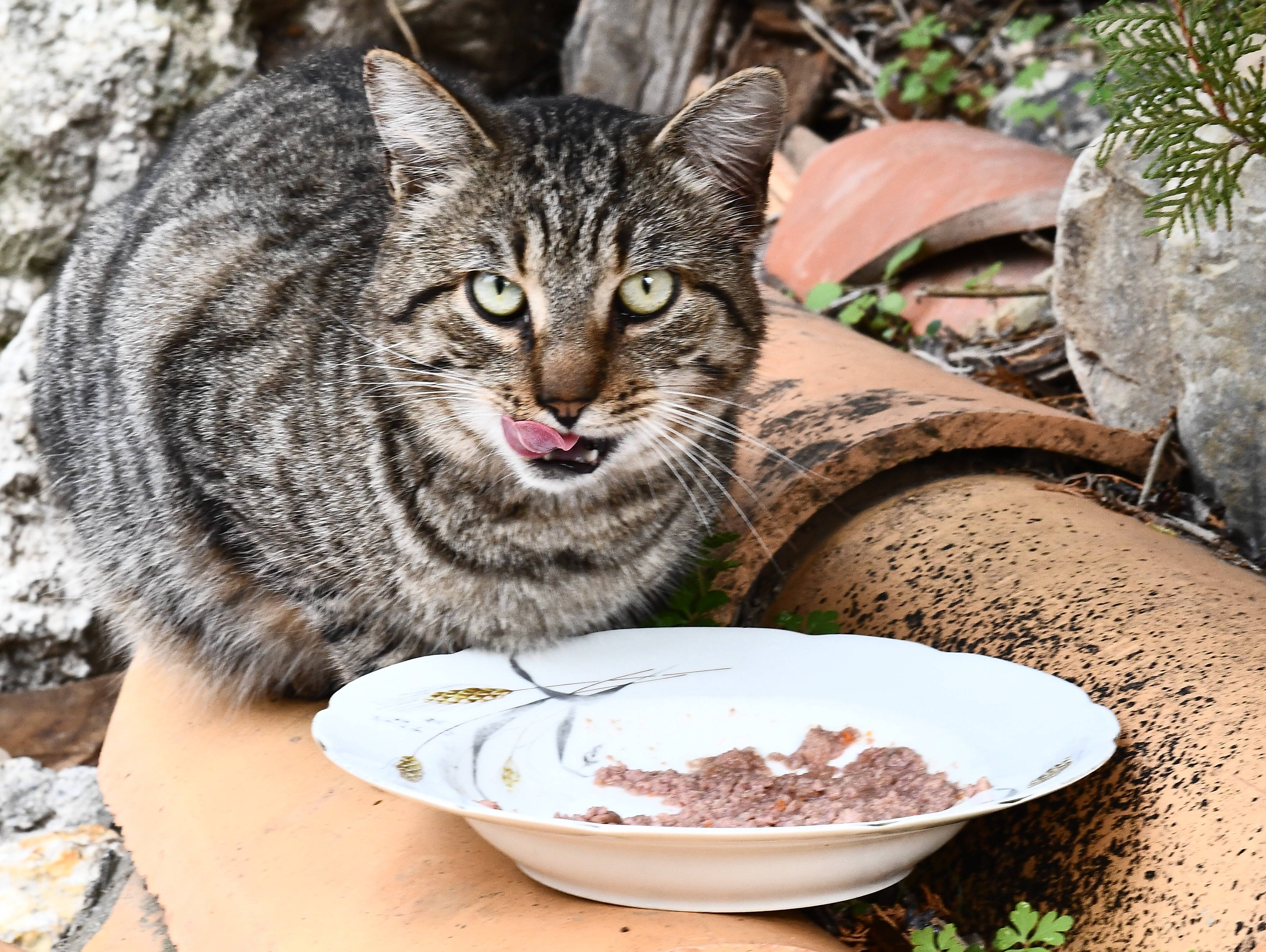 Les propriétaires de cette maison à La Roquette-sur-Var rejoignent un ehpad, leurs chats à l'abandon