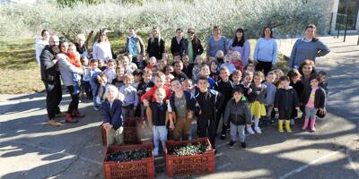 À Rougiers, les enfants récoltent les olives au profit de l'école