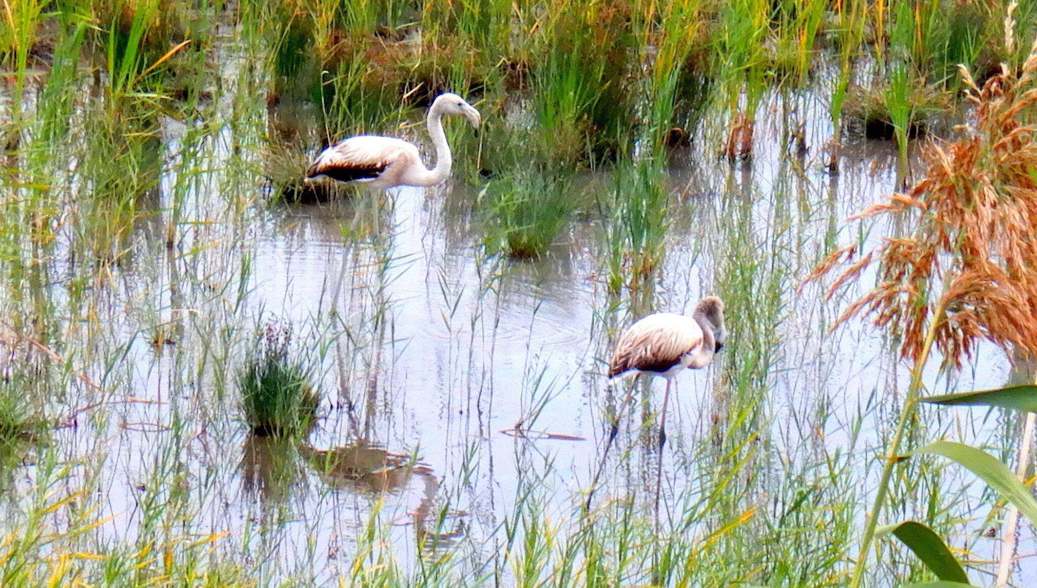 Avez-vous remarqué ces flamants roses à Saint-Laurent-du-Var? On vous explique ce qu'ils font là