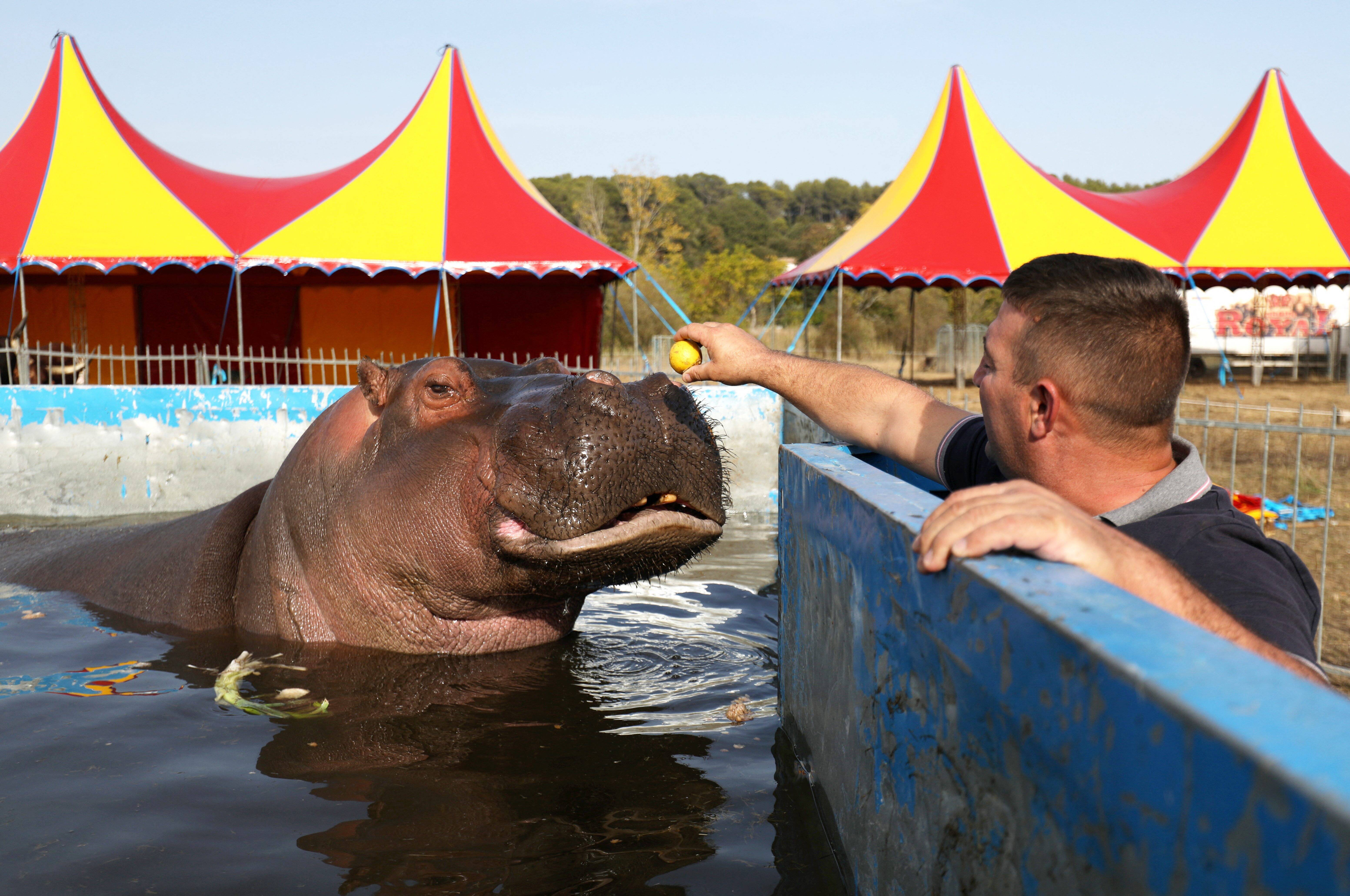 L hippopotame Jumbo ne souffre pas avec nous