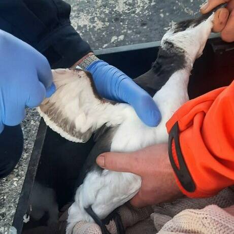 Pris dans du fil de pêche, un pingouin torda sauvé dans le port Canto à Cannes