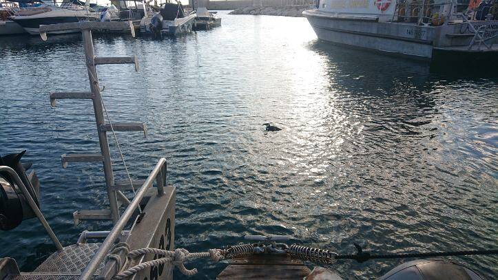 Les "pingouins Torda" font leur apparition à Villefranche-sur-Mer et créent l'attraction dans le port