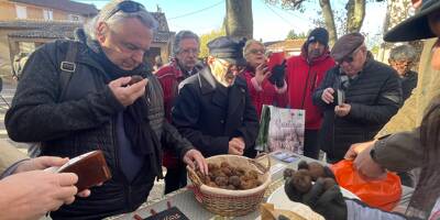 A Aups, les producteurs de truffe noire font grise mine
